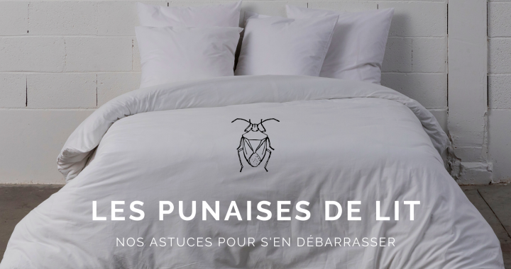 Les punaises de lit