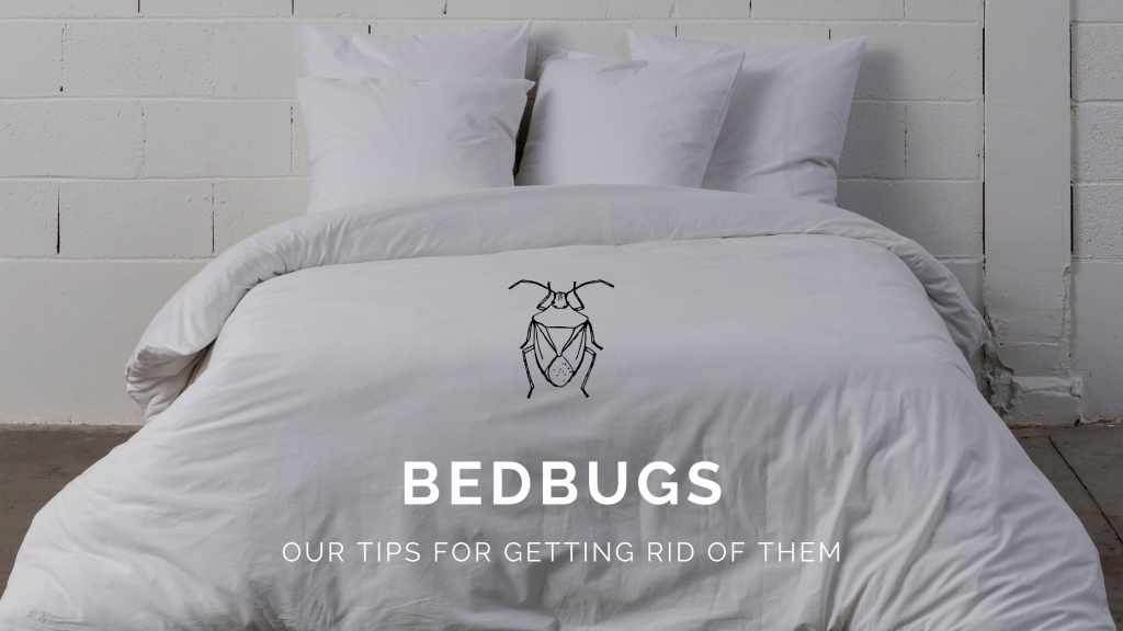 anti bed bugs tips to care for your bed linen 
