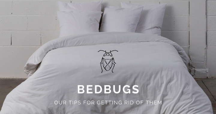 anti bed bugs tips